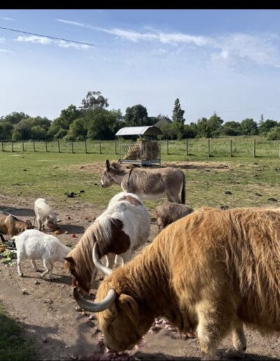 Le petit déjeuner des animaux disponible tous les matins à 10h, à la Ferme de la Chasseloire, près de Nantes