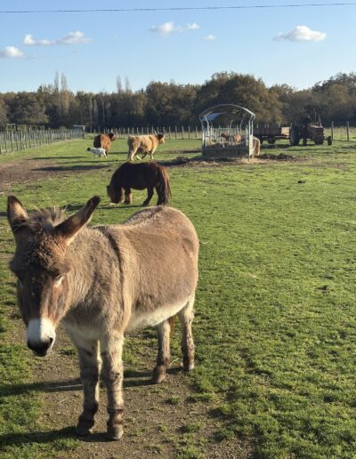 Les animaux dans le pré de la ferme de la chasseloire, près de Nantes