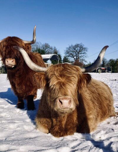 Les vache sous la neige dans le pré de la Ferme de la Chasseloire, près de Nantes