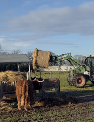 Les animaux visibles tous les jours dans le pré de la Ferme de la Chasseloire, près de Nantes